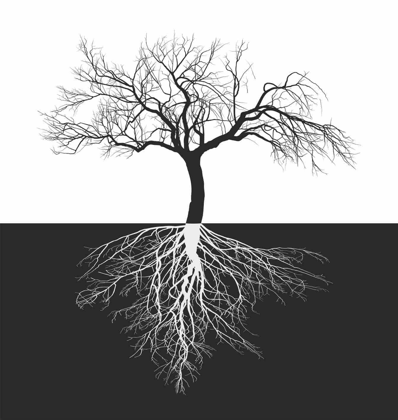 A Tree Without Roots Chapter 1 Apple tree without leaves with roots » Ängste überwinden – Endlich