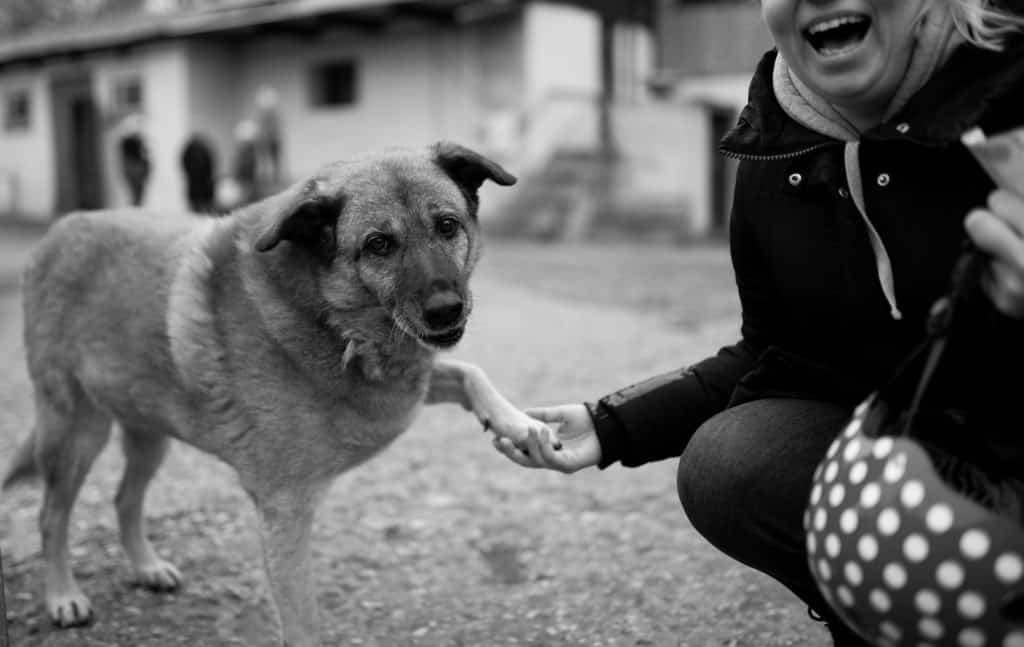 ob Therapietier oder Haustier: Tiere helfen uns von innen heraus zu heilen