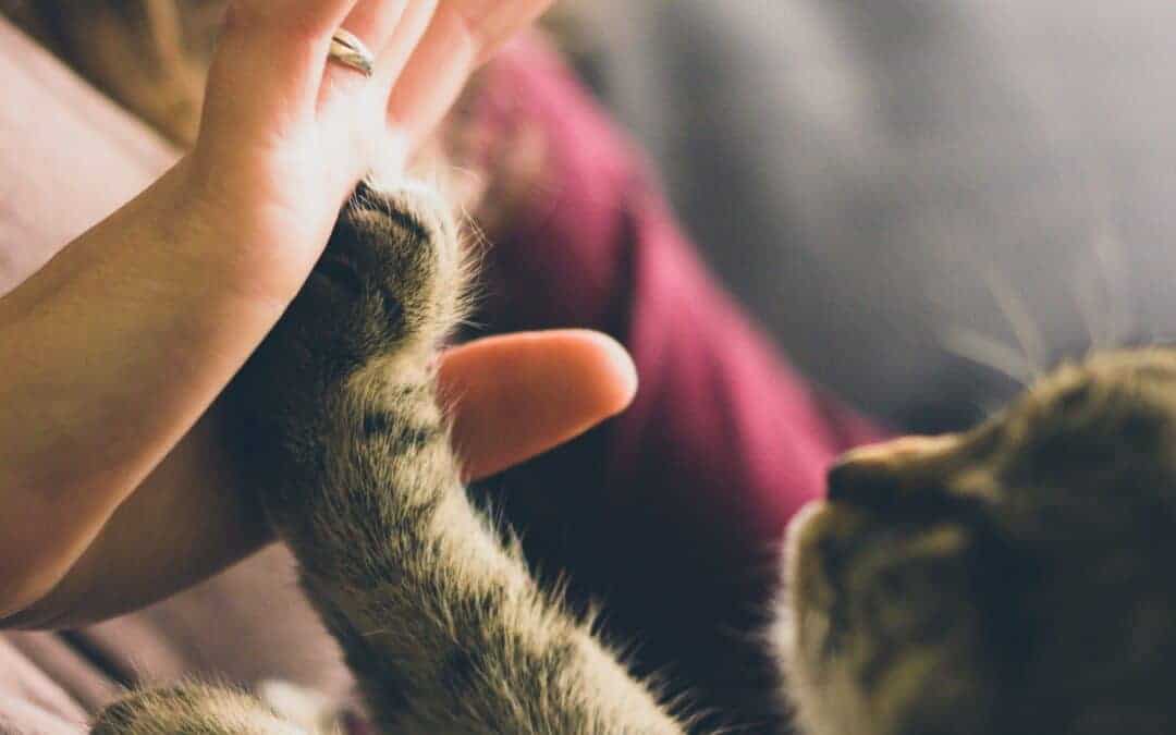 Von Menschen, die mit Tieren leben, oder die Tiere sogar mehr lieben als Menschen